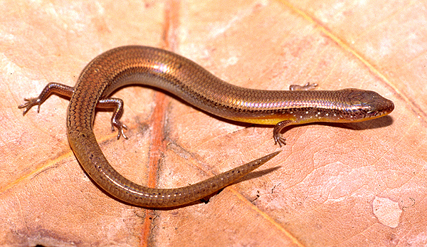 Smithsonian Insider Speaking of skinks: short limbed long tailed