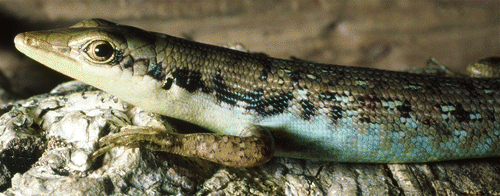 Smithsonian Insider Speaking of skinks: short limbed long tailed