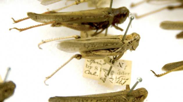 Mississippi State borrows grasshopper collection from Smithsonian