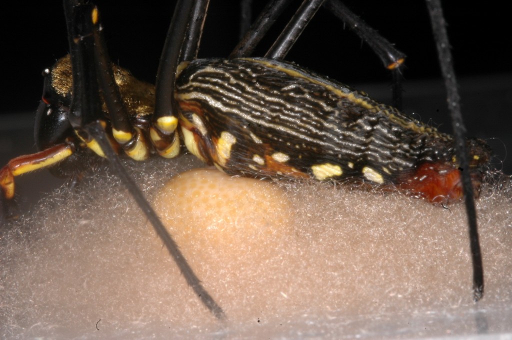 Nephila pilipes female laying eggs, a side product of this process being the amorphous genital plug (photo S. Zhang)