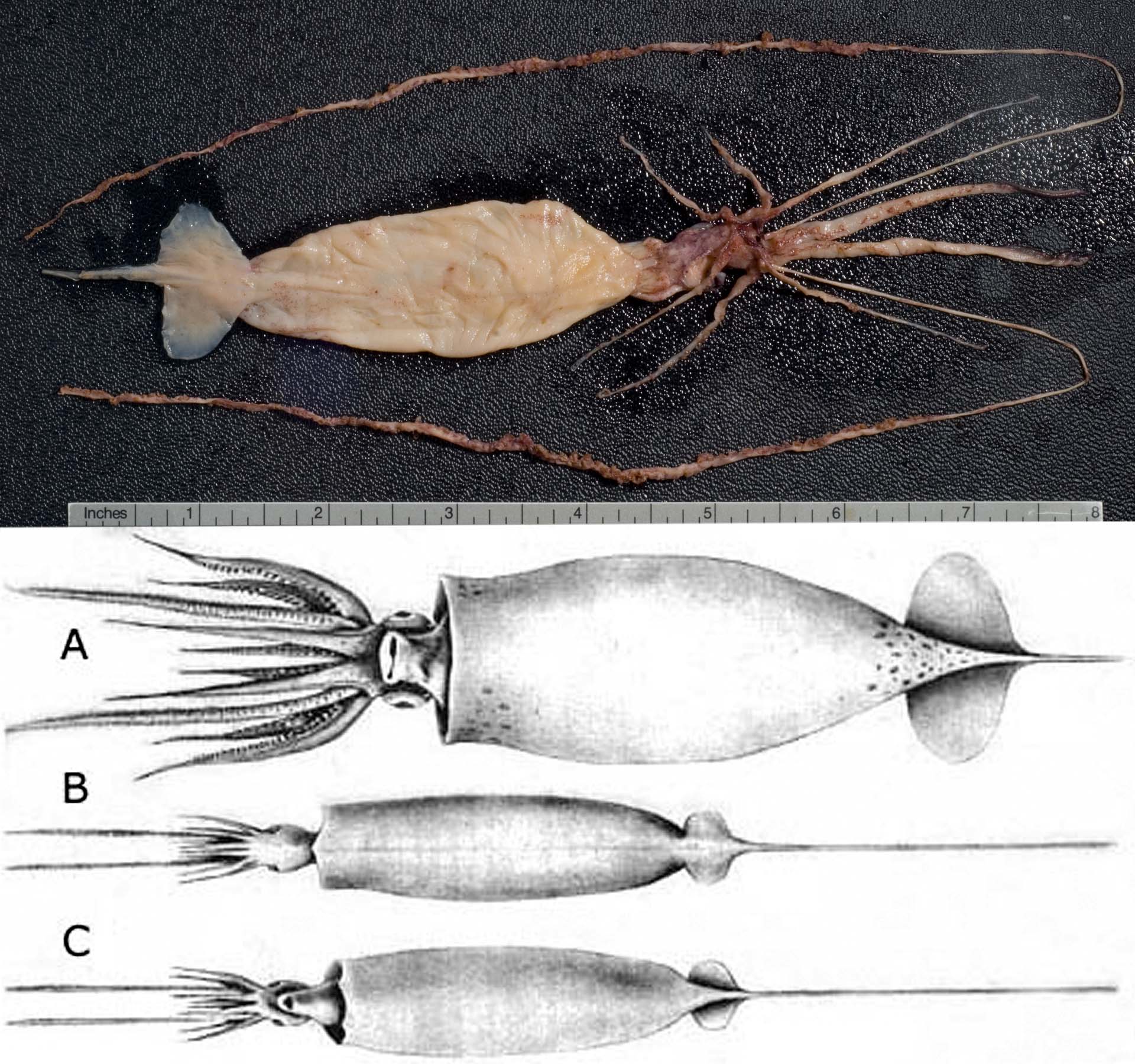 Squid Scientific Illustration