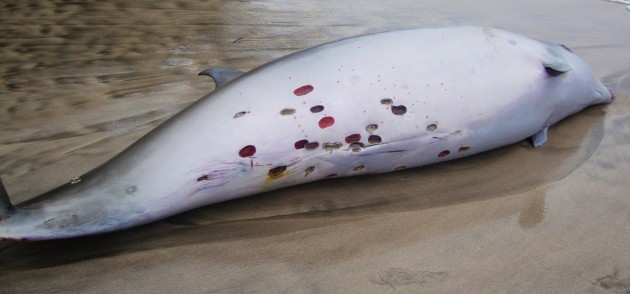 Longman's beaked whale. Hawaii. NOAA PERMIT # 932-1905