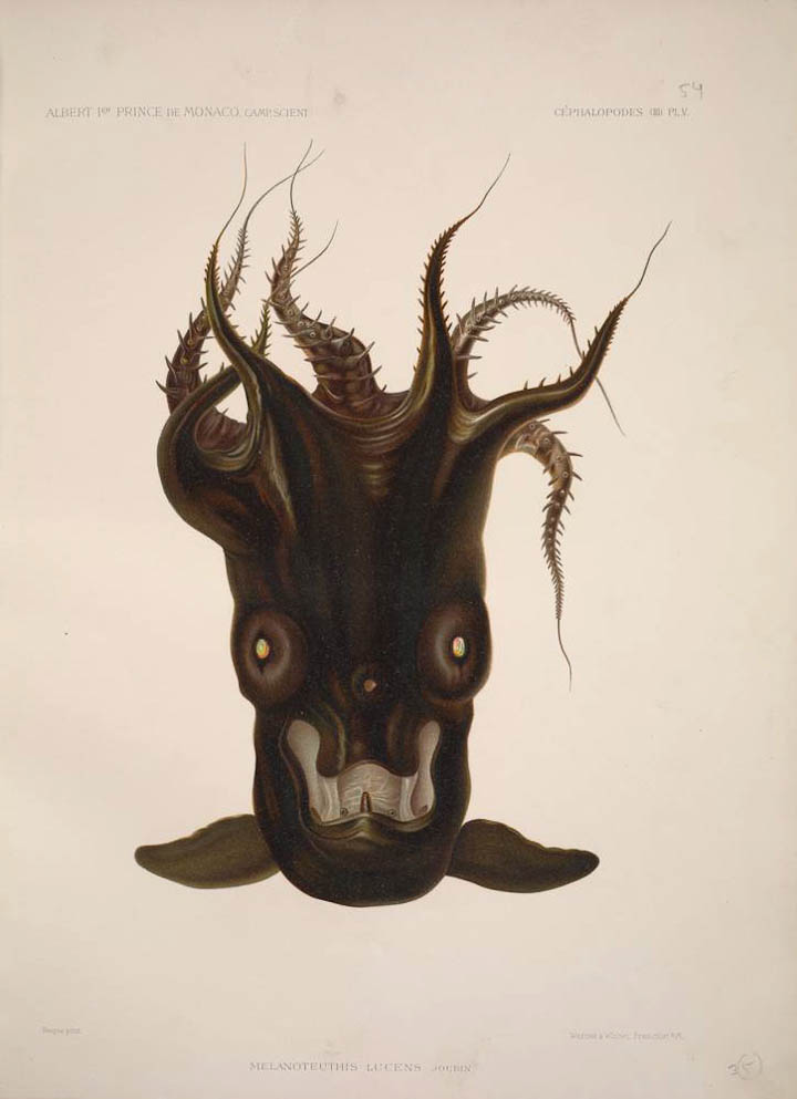 Vampire squid | Smithsonian Insider