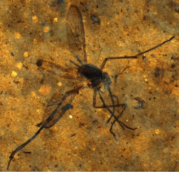 Culiseta kishenehn, female mosquito from the Eocene