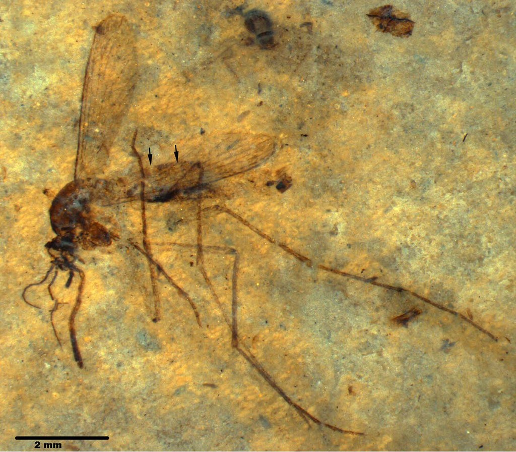 Culiseta lemniscata, female, mosquito from the Eocene