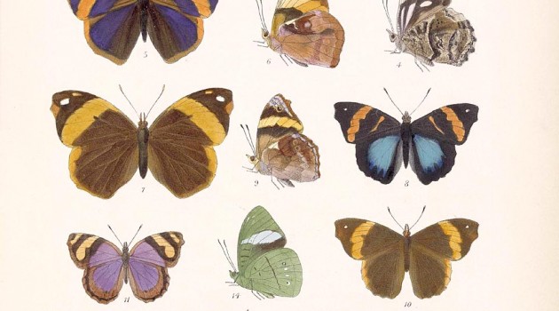 A plate from the book “Biologia Centrali-Americana, Insecta. Lepidoptera-Heterocera”