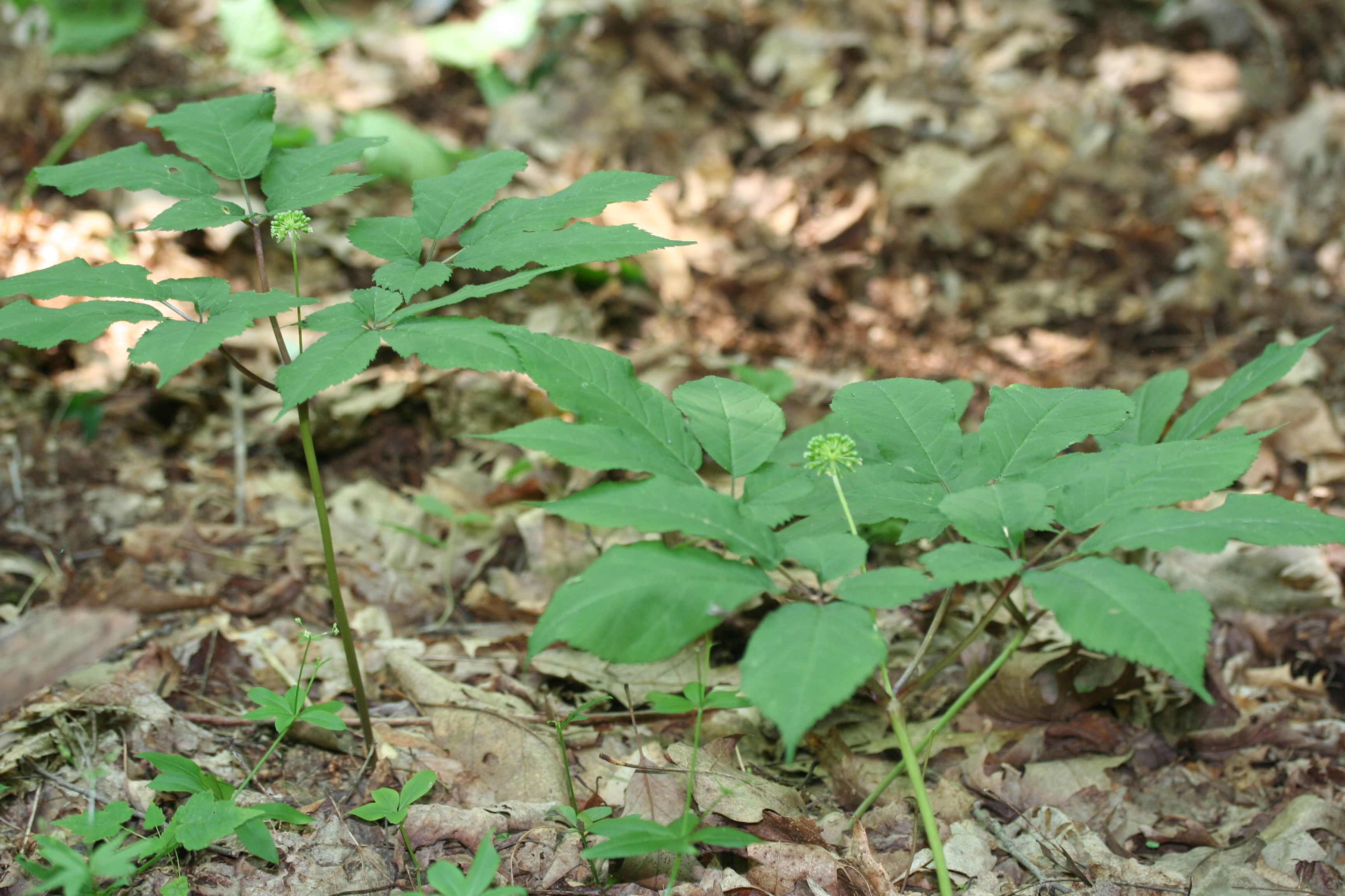 north american ginseng plant