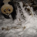 Giant Panda Smithsonian Wild Camera Trap