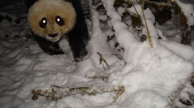 Giant Panda Smithsonian Wild Camera Trap