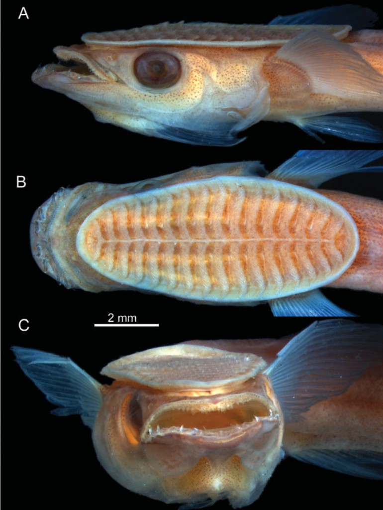 Head of a young remora (Remora osteochir)  26.7 millimeter long as seen fron the (A) side, (B) top and (C) front. (Images courtesy David Johnson)