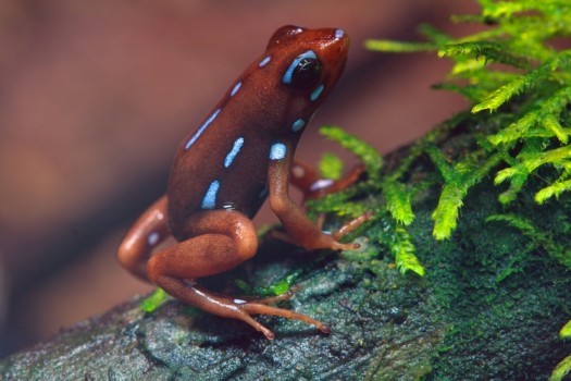 poison dart frog