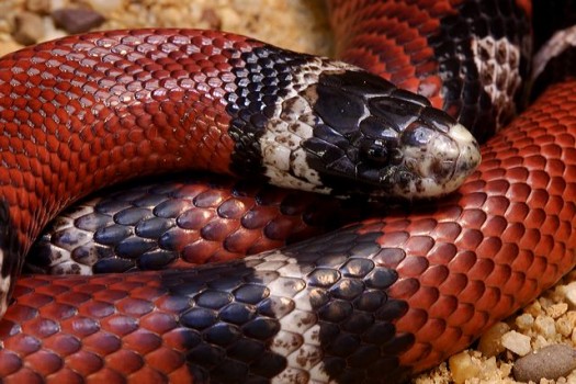 Sinaloan milk snake