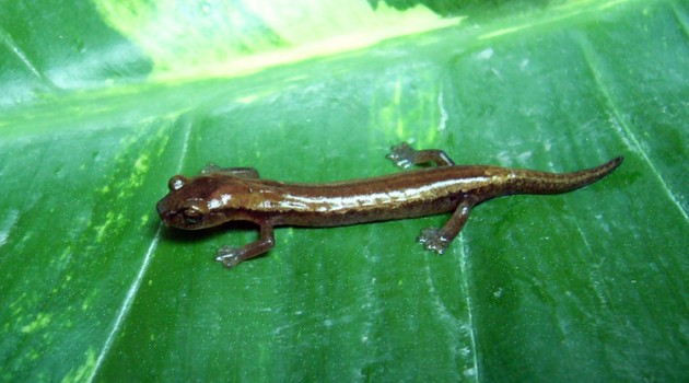 Salamander DNA reveals evidence of older land connection between Central and South America