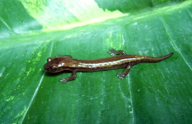 Bolitoglossa zacapensis; Zacapa Salamander