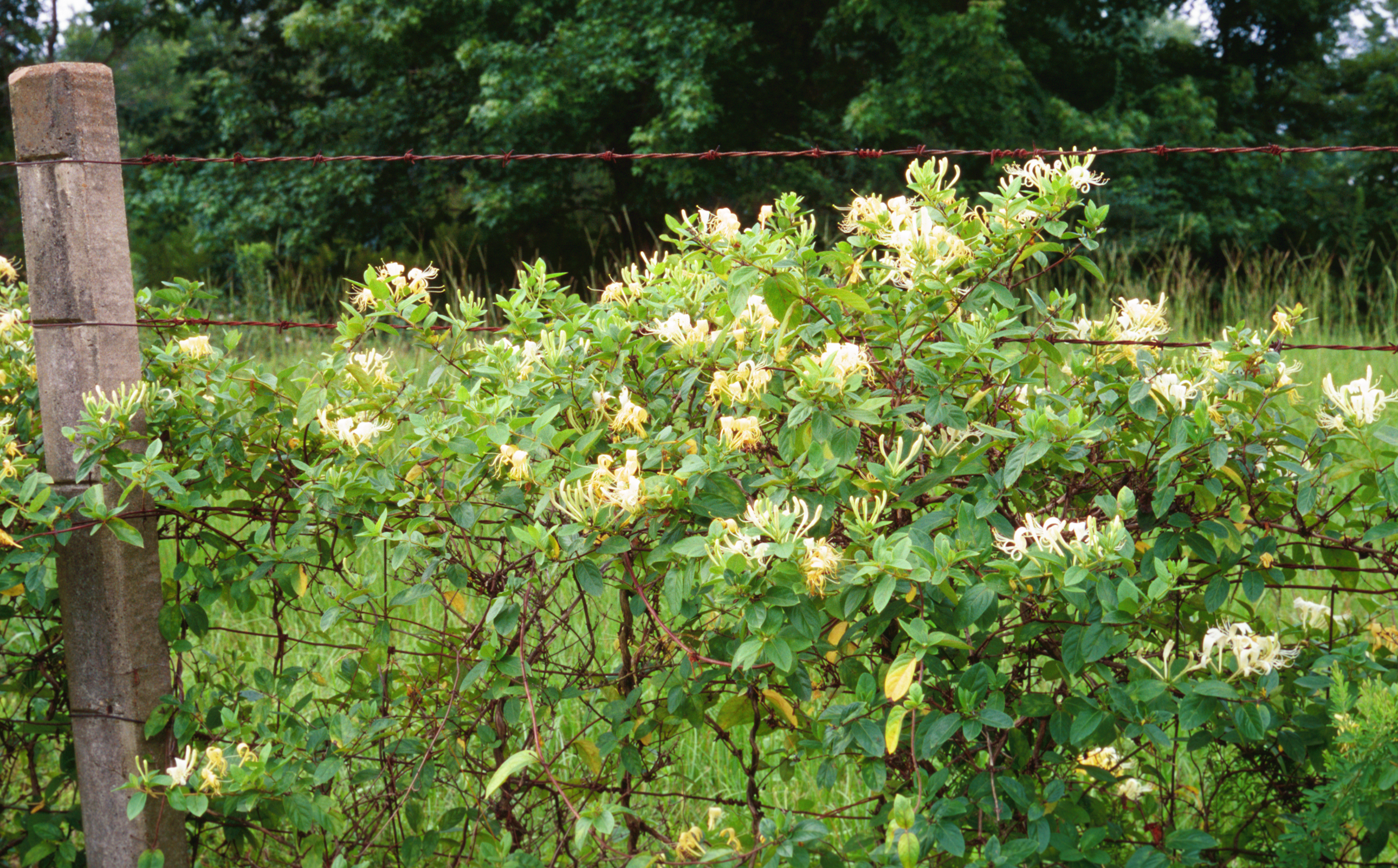 Japanese honeysuckle invasive