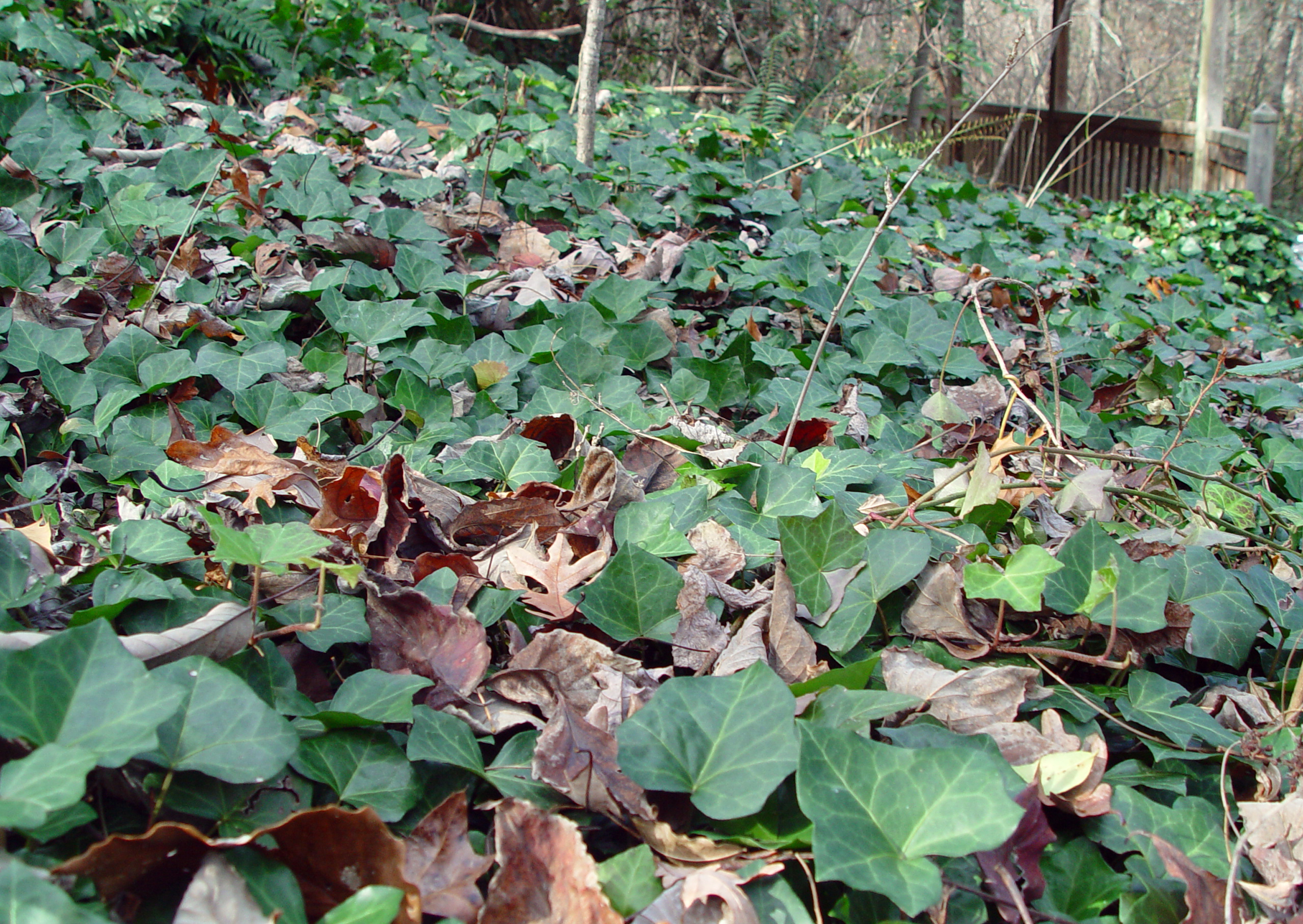 Escape of the invasives: Top six invasive plant species in the United