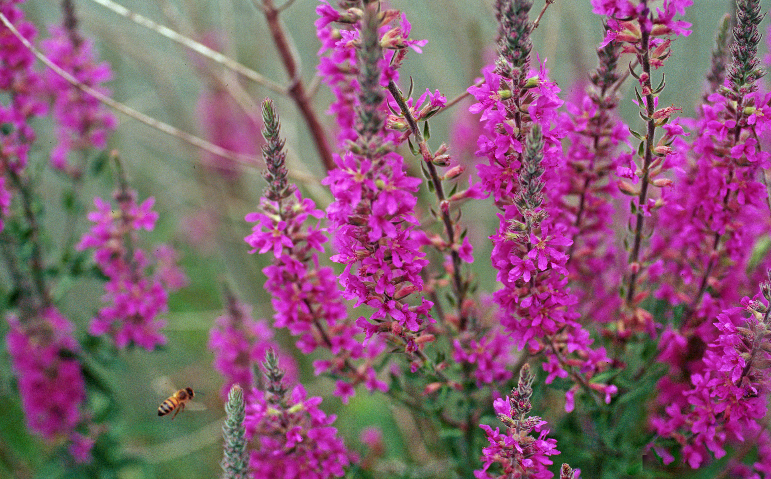 Escape of the invasives Top six invasive plant species in the United