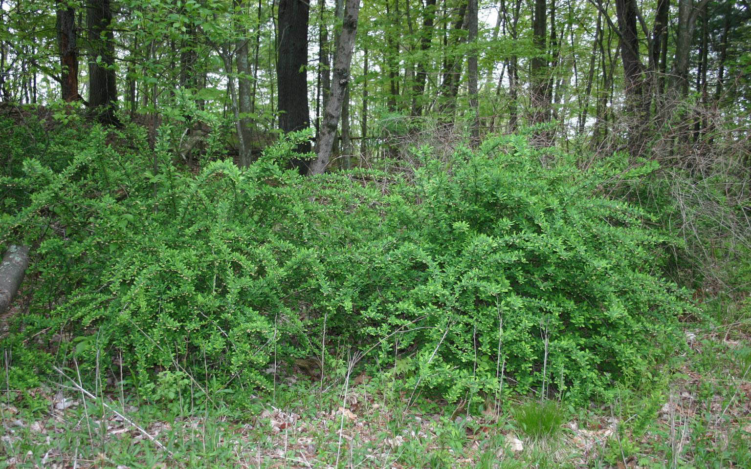 Escape of the invasives: Top six invasive plant species in the United