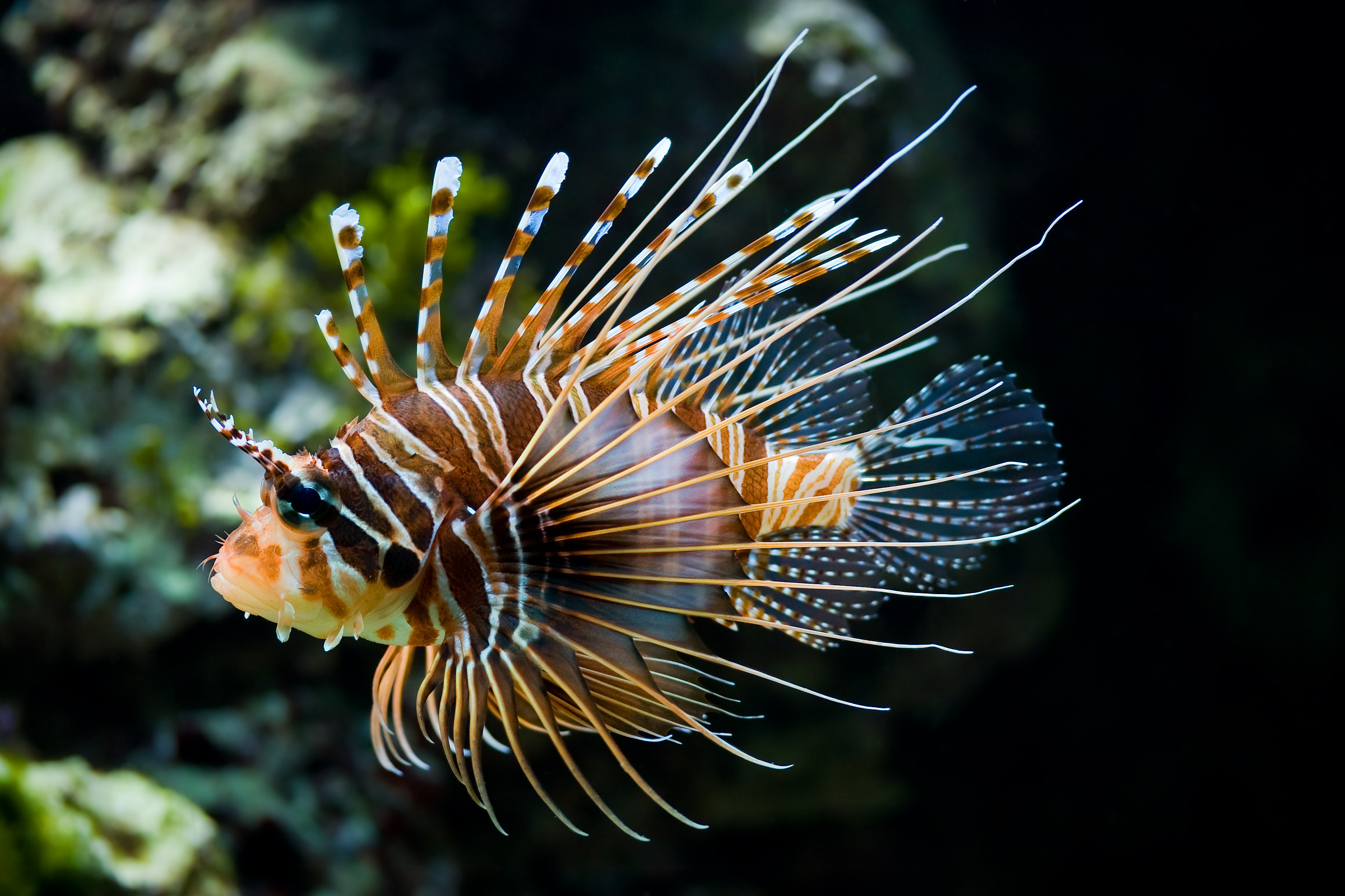 In Belize Critically Endangered Wrasse Now Favorite Food Of Invasive