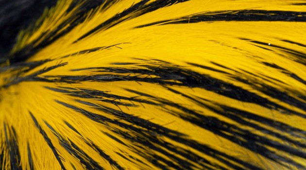 Yellow pigment in penguin feathers is chemically distinct, spectroscopic studies reveal