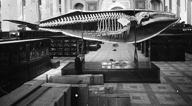 Joseph Palmer’s half-cast and skeleton of a humpback whale, shortly after it was installed in the National Museum (now the Arts and Industries building), 1885. Image from Smithsonian Institution Archives