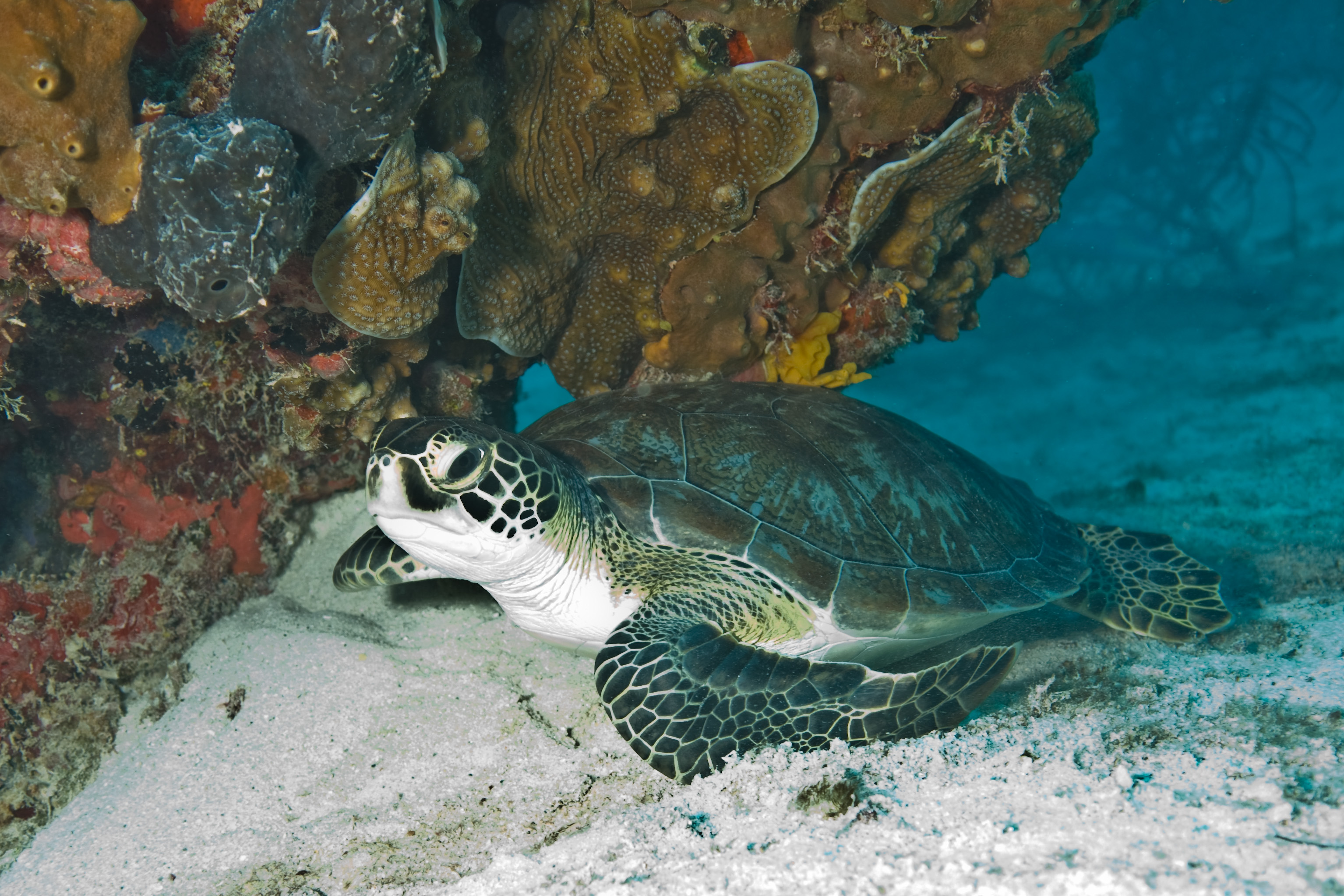 Smithsonian Insider Greenseaturtlebiscayne Smithsonian Insider