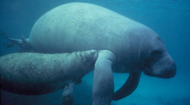 Algae bloom toxins may make Florida’s manatees and sea turtles susceptible to deadly accidents