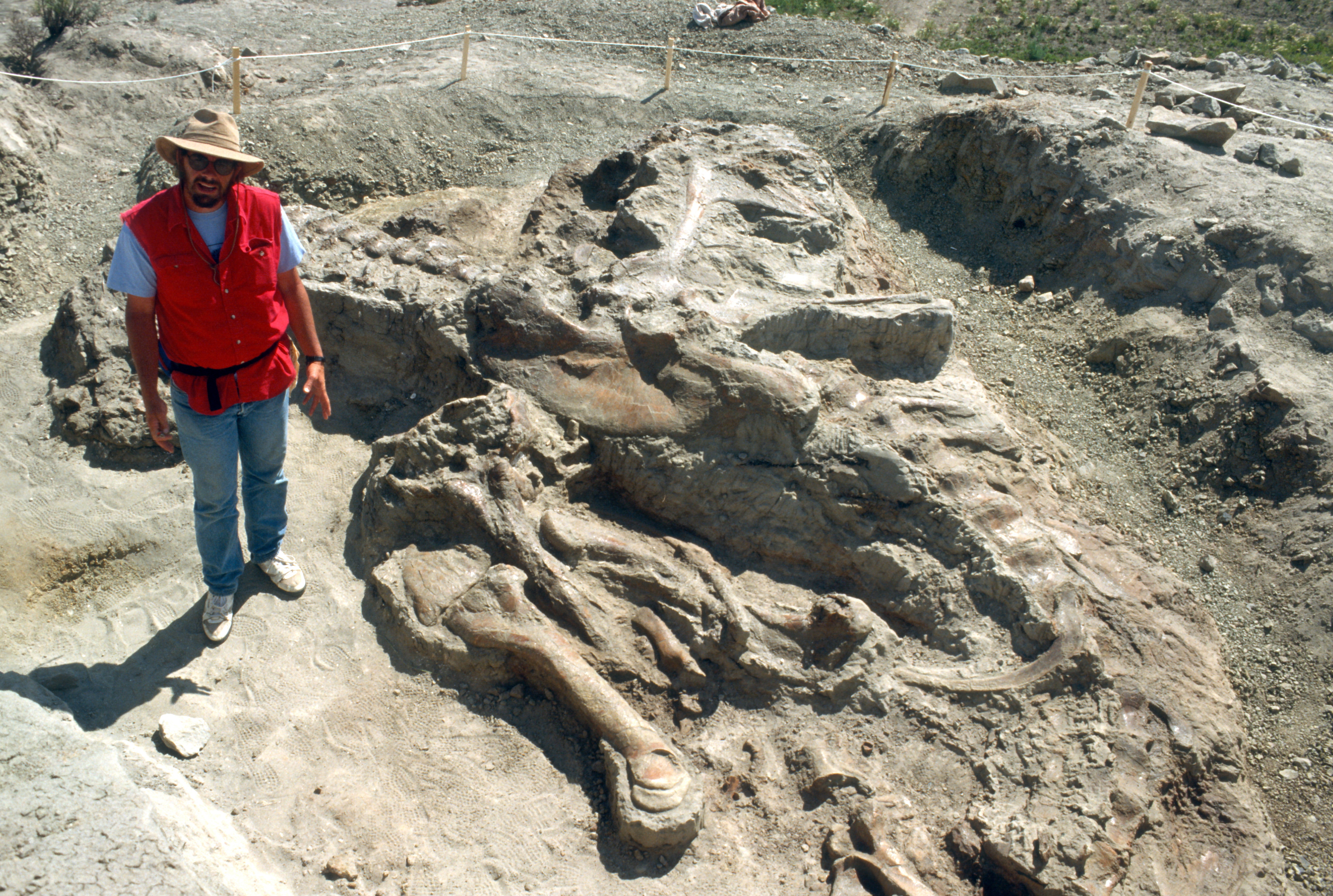 Smithsonian Insider T Rex To Rule Dinosaur Hall In Washington D C 