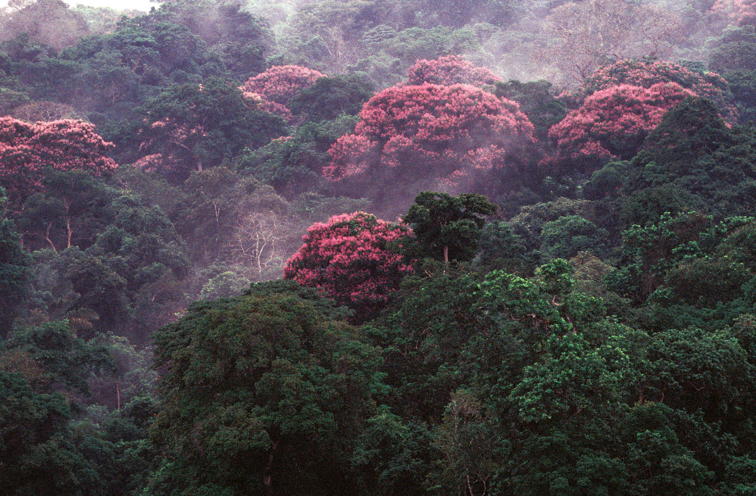 smithsonian-insider-rising-temperatures-mean-more-blooms-for-tropical