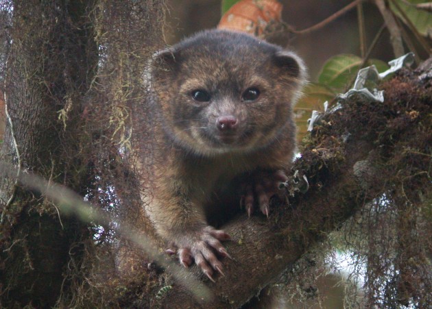 Olinguito ("Bassaricyon neblina"). A team, led by Smithsonian scientist Kristofer Helgen, spent 10 years examining hundreds of museum specimens and tracking animals in the wild in the cloud forests of Ecuador. The result―the newest species of mammal known to science, the olinguito ("Bassaricyon neblina") (Photo by Mark Gurney) 