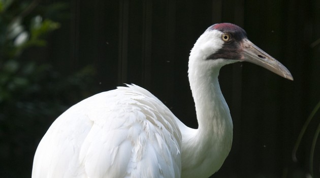 Whooping crane will help teach visitors and scientists alike
