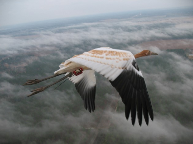 This young whooping crane is on its first fall migration, guided by an Operation Migration ultralight. Brown bars on its wings will fade by the time this bird migrates north in spring. Whoopers in the Eastern population have identifying bands, and many carry tracking devices that record their movements in detail. (Photo: Joe Duff/copyright Operation Migration USA Inc.)