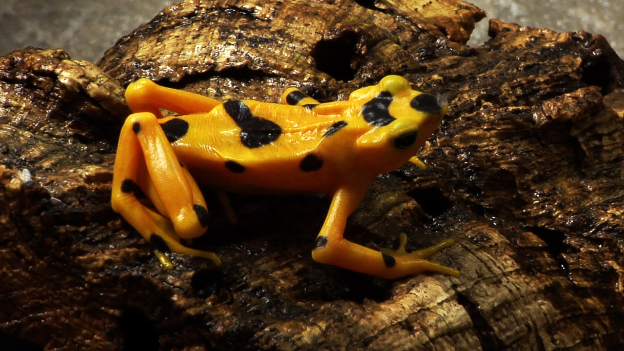 Success: Panama's golden frog bred in captivity | Smithsonian Insider