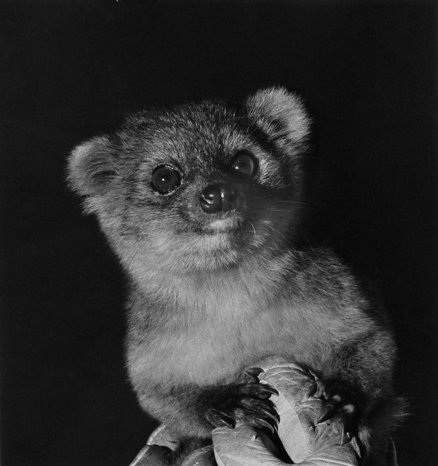 The olinguito ("Bassaricyon neblina") came close to being discovered several times during the past century and was even exhibited in zoos. For example, this female olinguito lived in various zoos in the U.S. decades ago. The problem was a case of mistaken identity, which was solved with a decade of detective work by Smithsonian scientist Kristofer Helgen and his team, resulting in the description of a new species. (Photo by I. Poglayen-Neuwall)