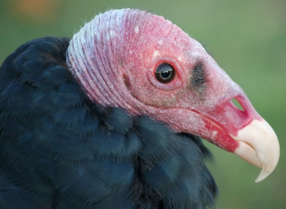 Smithsonian Insider – Study Shows Turkey Vulture Is Doubly Blessed With ...