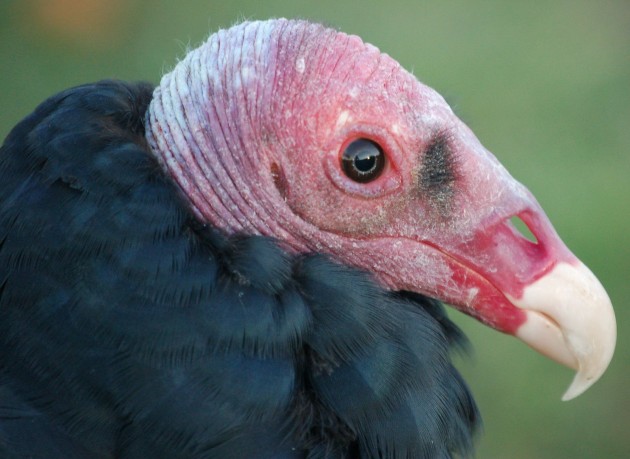 This image of a turkey vulture shows the large, well-developed nostrils which allow these birds to detect the faintest scent of carrion from high in the air. (Photo by Dario Niz / Wikimedia Commons)