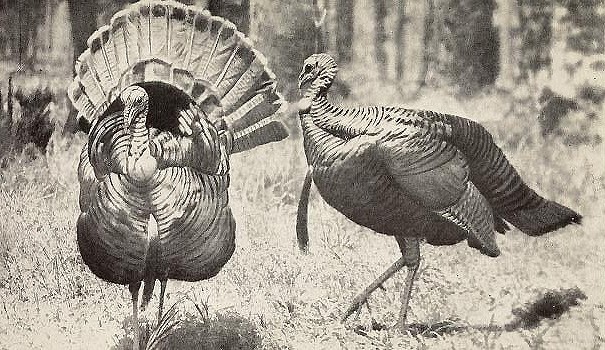 Book: "The Wild Turkey and Its Hunting" by Edward A. Mcilhenny (Doubleday, Page & Company, 1914)
