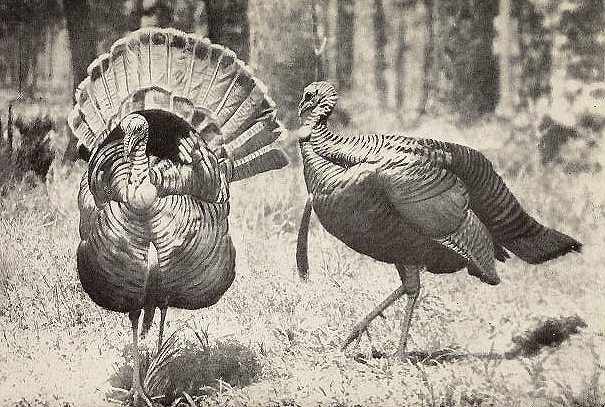 wild turkey