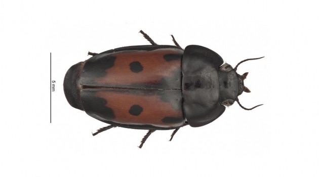 Remarkably large and colorful new beetle discovered in French Guiana