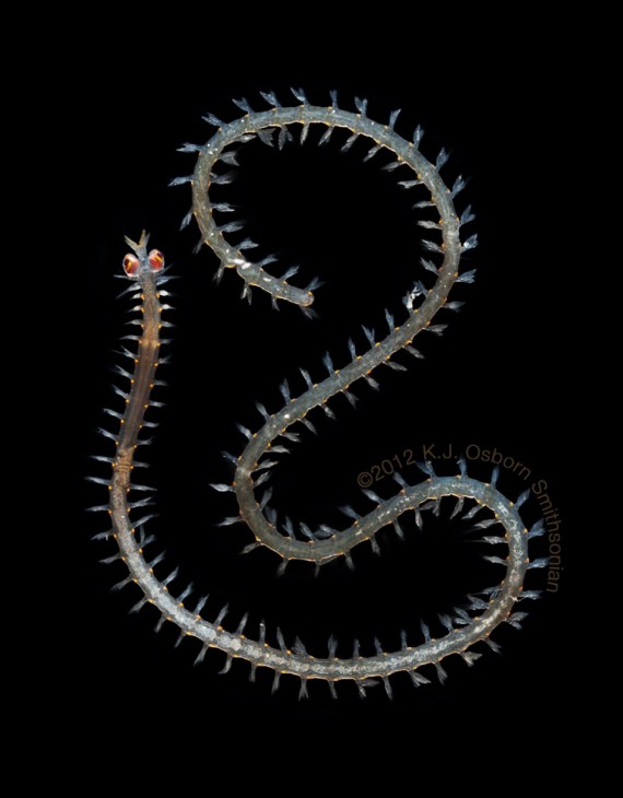 An alciopid polychaete worm or a segmented marine worm related to earthworms but with many more elaborate appendages.  These animals have very large eyes (the red structures seen at the end) and presumably use them to find their prey and avoid predators in the top few hundred meters of the open ocean.  Segmented worms in in this family range from the few inches in length of this individual to over a meter and swim in fantastic coiling spirals. (Photo by Karen Osborn) 