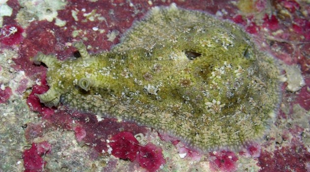 Sea hare chemical fights leishmaniasis