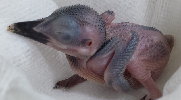 Micronesian kingfisher chick hatches at the National Zoo’s Conservation Biology Institute