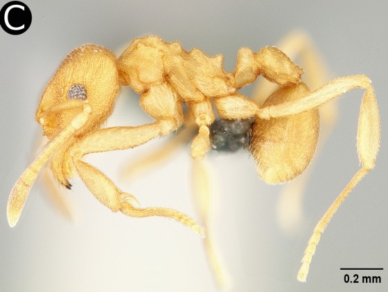 Smithsonian Insider Smithsonian Scientists Discover New Ghost Ant Genus And Species 2065