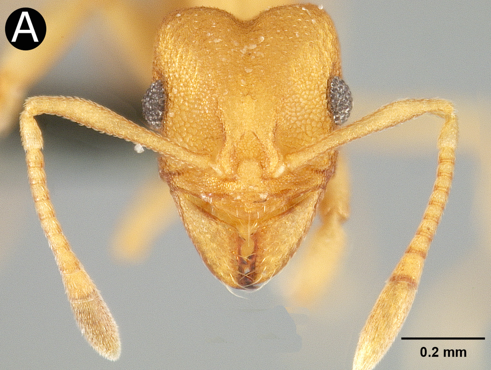 Smithsonian Scientists Discover New Ghost Ant Genus And Species Smithsonian Insider 3831