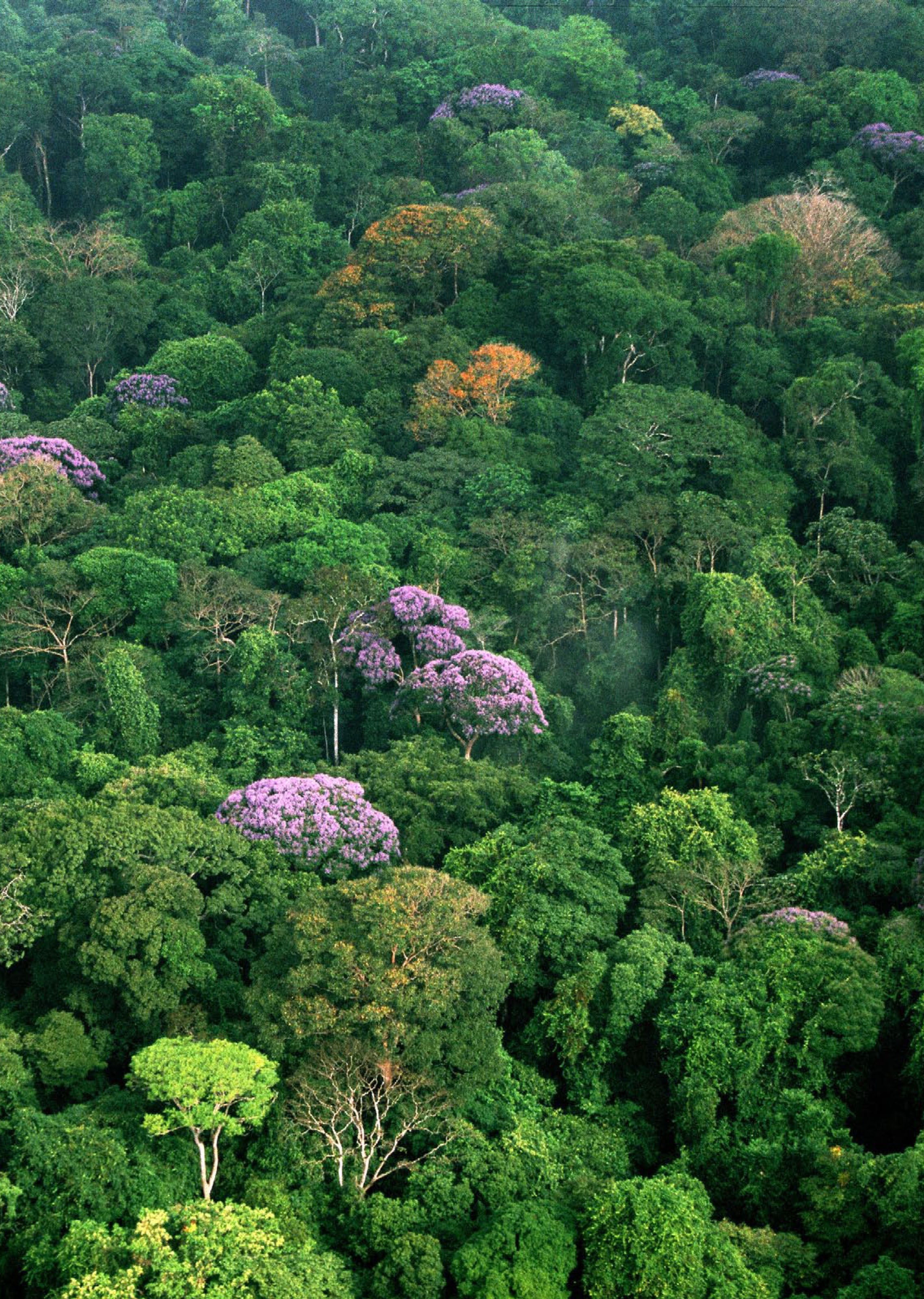 Smithsonian Insider – Trees grow faster and store more carbon as they