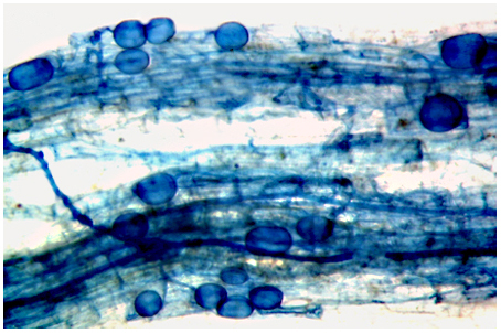 mycorrhizal fungi