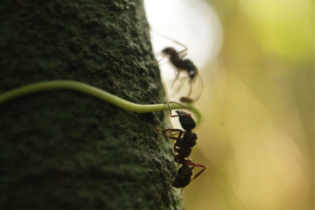 Ants of the species "Ectatomma ruidum" on a tree on Barro Colorado Island in the Panama Canal. (Photo by Selina A. Ruzi) 