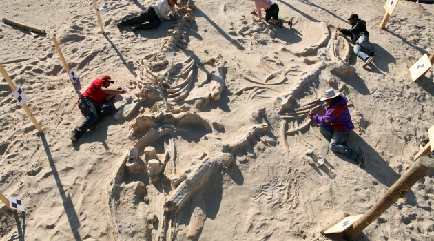 Cerro Ballena. Chilean and Smithsonian paleontologists study several fossil whale skeletons at Cerro Ballena, next to the Pan-American Highway in the Atacama Region of Chile, 2011. (Photo by Adam Metallo)