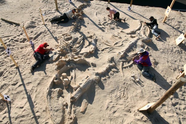 Cerro Ballena. Chilean and Smithsonian paleontologists study several fossil whale skeletons at Cerro Ballena, next to the Pan-American Highway in the Atacama Region of Chile, 2011. (Photo by Adam Metallo)