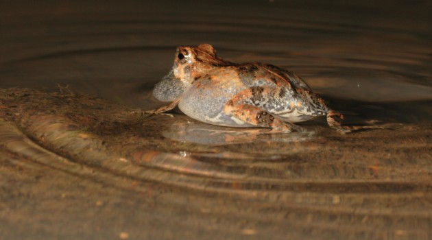Bats use water ripples to hunt frogs